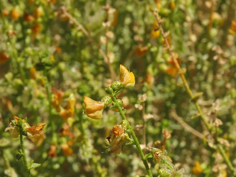 Adesmia aphylla, photographed by Nicolás Lavandero