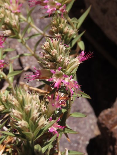 Pleurophora pungens, photographed by Nicolás Lavandero