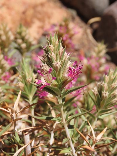 Pleurophora pungens, photographed by Nicolás Lavandero