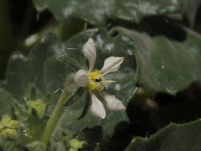 Presliophytum malesherbioides, photographed by Nicolás Lavandero