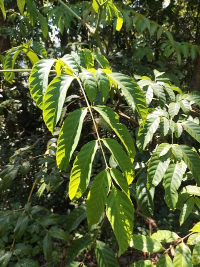 Leea nova-guineensis, photographed by Matthew Borella
