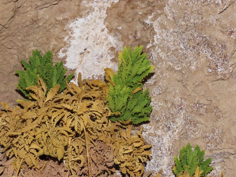 Calceolaria flavovirens, photographed by Nicolás Lavandero