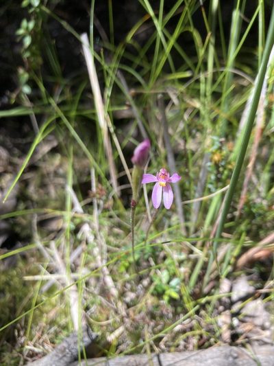 Caladenia alata, photographed by krumpianking