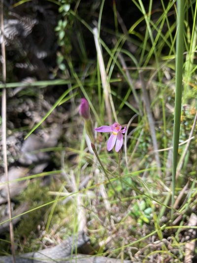 Caladenia alata, photographed by krumpianking