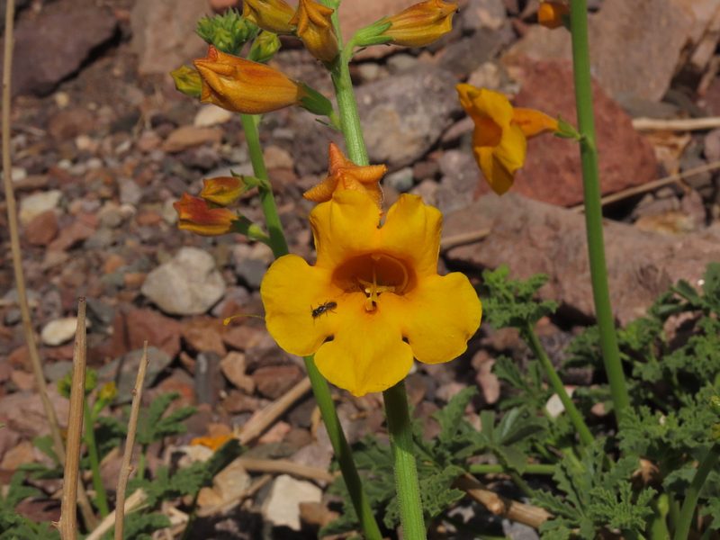 Argylia potentillifolia, photographed by Nicolás Lavandero