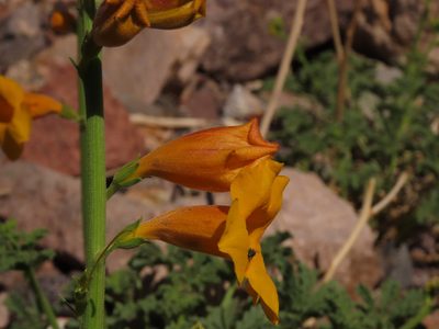 Argylia potentillifolia, photographed by Nicolás Lavandero