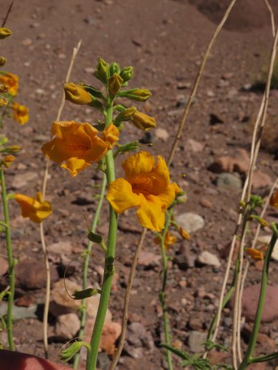 Argylia potentillifolia, photographed by Nicolás Lavandero