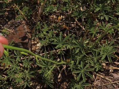 Argylia potentillifolia, photographed by Nicolás Lavandero