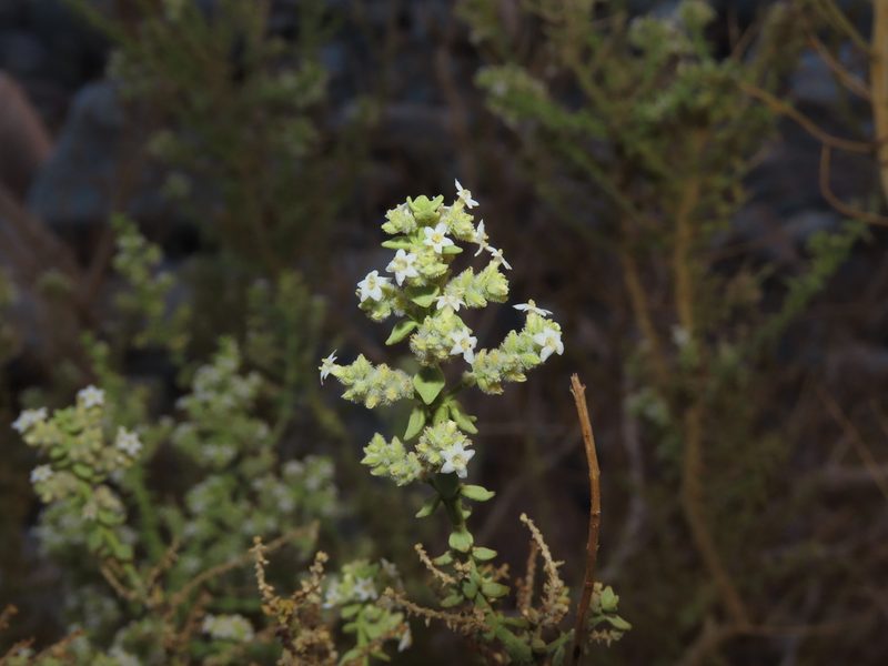 Aloysia trifida, photographed by Nicolás Lavandero