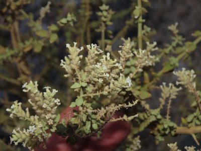 Aloysia trifida, photographed by Nicolás Lavandero