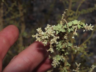Aloysia trifida, photographed by Nicolás Lavandero
