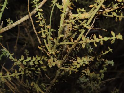 Aloysia trifida, photographed by Nicolás Lavandero