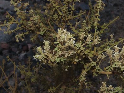 Aloysia trifida, photographed by Nicolás Lavandero