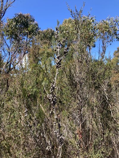 Allocasuarina monilifera, photographed by krumpianking