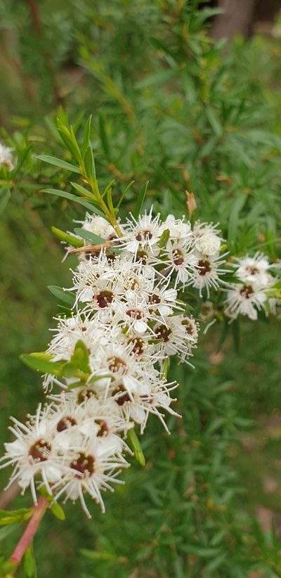Kunzea leptospermoides, photographed by Martin Rady