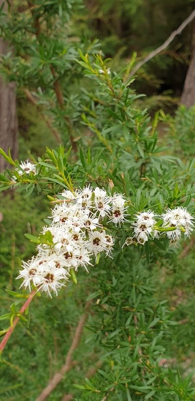 Kunzea leptospermoides, photographed by Martin Rady