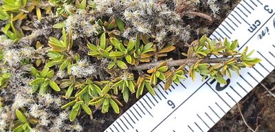Coprosma petriei, photographed by Katie Jenkins
