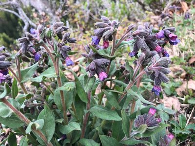 Pulmonaria montana, photographed by Jason Grant