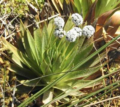 Paepalanthus alpinus, photographed by Laura Gaudette