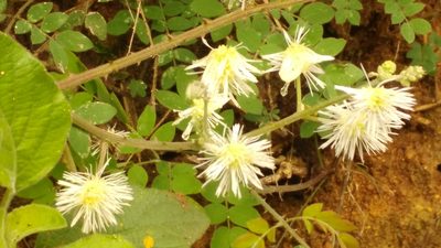 Mimosa malacophylla, photographed by Liliana Ramírez-Freire