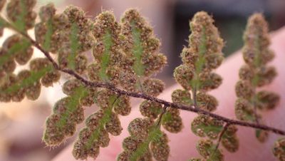 Myriopteris lanosa, photographed by John Abrams
