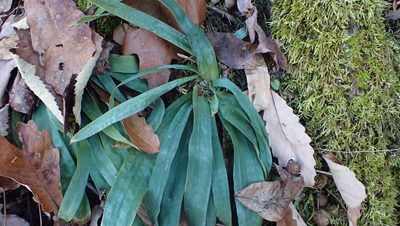 Carex platyphylla, photographed by John Abrams