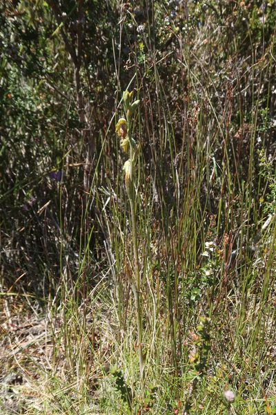 Calochilus herbaceus, photographed by Cowirrie