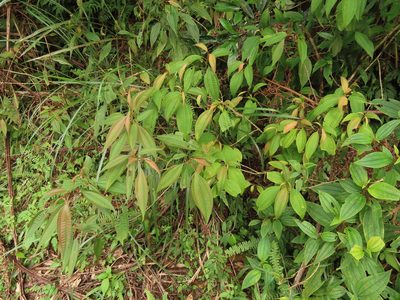 Blastus cochinchinensis, photographed by chiuluan