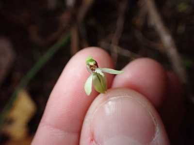 Caladenia chlorostyla, photographed by Lisa Bennett