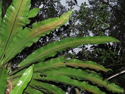 Asplenium nidus, photographed by chiuluan