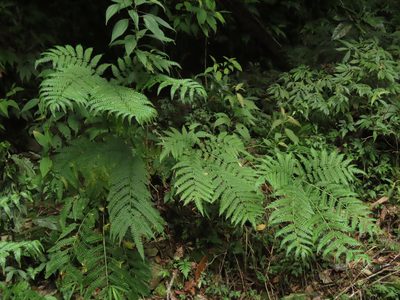 Pteris wallichiana, photographed by chiuluan