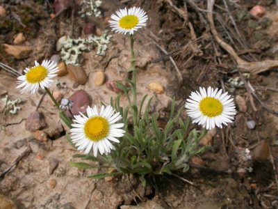Erigeron ochroleucus, photographed by Matt Lavin