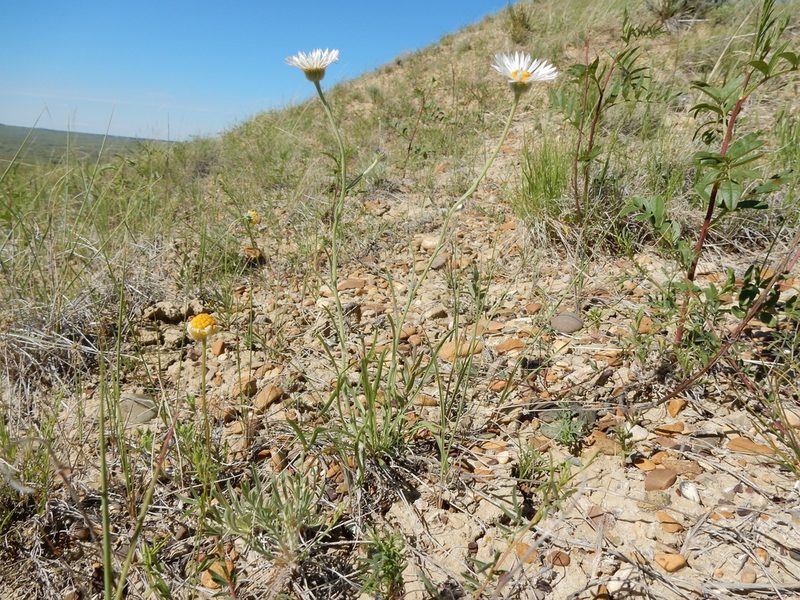 Erigeron ochroleucus, photographed by Matt Lavin
