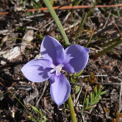 Patersonia fragilis, photographed by Cowirrie