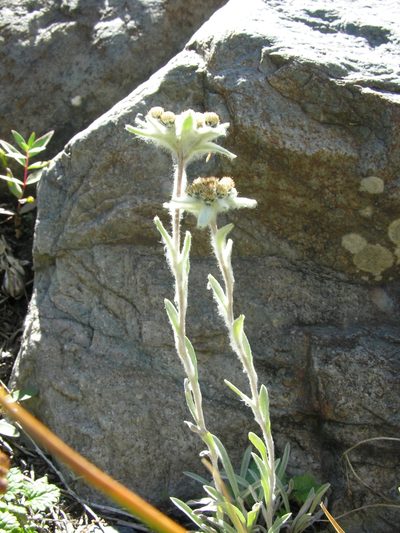 Leontopodium ochroleucum, photographed by Eugene Popov