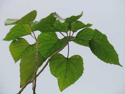 Melanolepis multiglandulosa, photographed by chiuluan