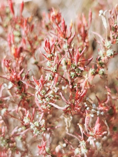 Megacorax gracielanus, photographed by M. Socorro González Elizondo
