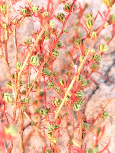 Megacorax gracielanus, photographed by M. Socorro González Elizondo