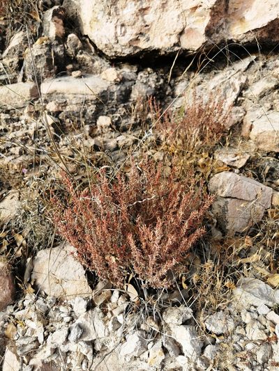 Megacorax gracielanus, photographed by M. Socorro González Elizondo