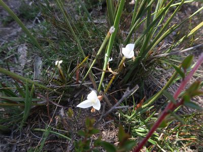 Patersonia fragilis, photographed by Cowirrie