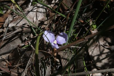Patersonia fragilis, photographed by Cowirrie