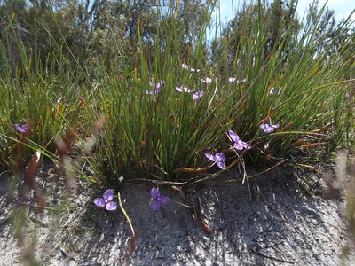 Patersonia fragilis, photographed by Cowirrie