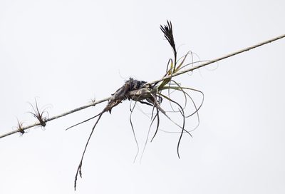 Tillandsia balbisiana, photographed by Judy Gallagher