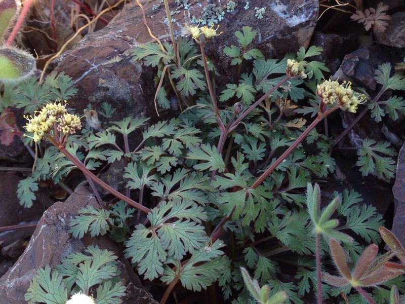 Sanicula saxatilis, photographed by Ken-ichi Ueda