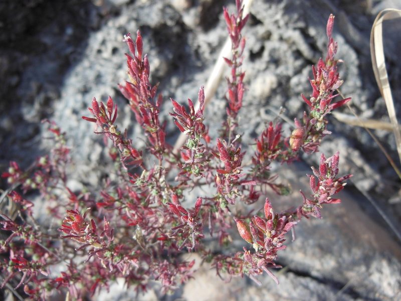 Megacorax gracielanus, photographed by M. Socorro González Elizondo