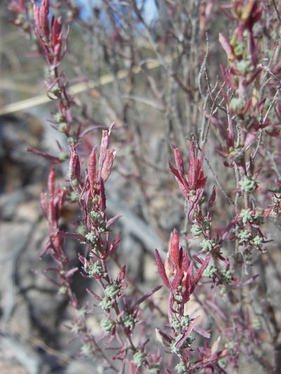 Megacorax gracielanus, photographed by M. Socorro González Elizondo