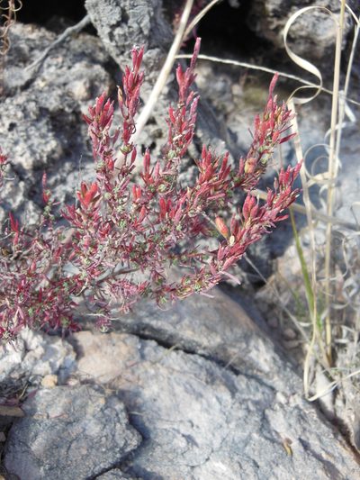 Megacorax gracielanus, photographed by M. Socorro González Elizondo