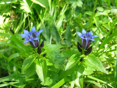 Gentiana dschungarica, photographed by Eugene Popov