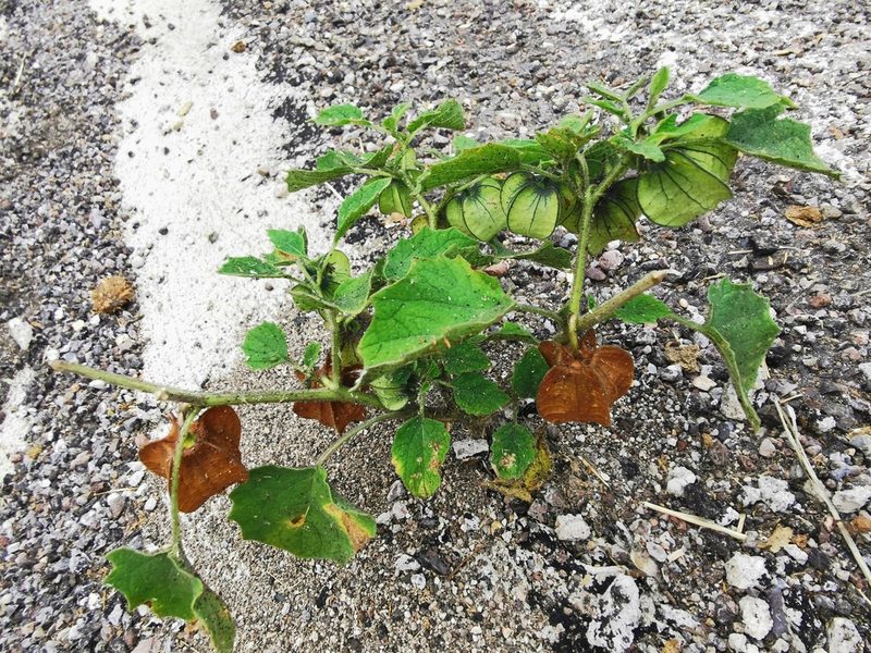 Physalis nicandroides, photographed by M. Socorro González Elizondo