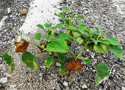 Physalis nicandroides, photographed by M. Socorro González Elizondo